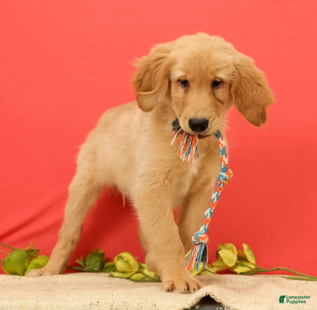 Golden Retriever dogs for sale: Pumpkin - Ad 1