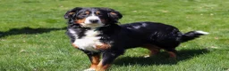 Bernese Mountain Dog dogs for sale: Finn - Ad 9