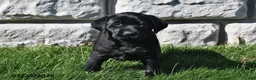 Labrador Retriever dogs for sale: Chloe - Ad 3