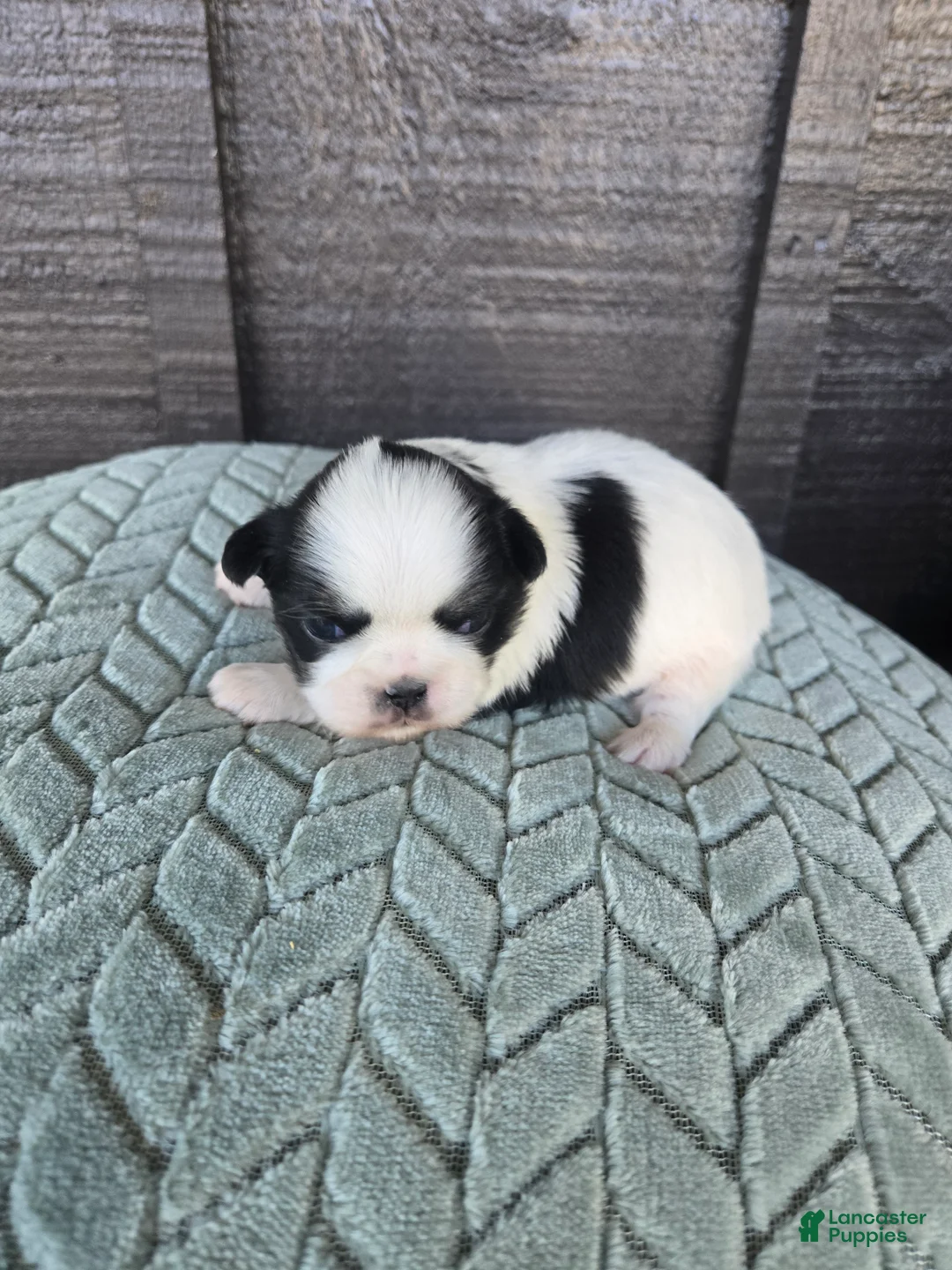 Mixed Breed dogs for sale: Shinese Cletus  - Ad 2