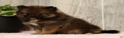 Pomeranian dogs for sale: Toffee - Ad 9