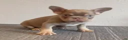 French Bulldog dogs for sale: CHUCKY - ISABELLA Fluffy Carrier in CALI, USA DELIVERY OPTIONS! - Ad 6