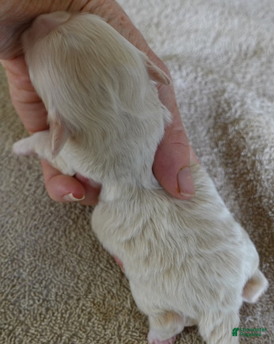 Maltipoo dogs for sale: Genevieve - Ad 8