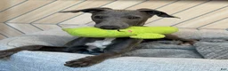 Italian Greyhound dogs for sale: Quill - Ad 3
