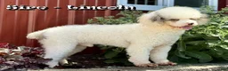 Mini Bernedoodle dogs for sale: Lexie - Ad 11