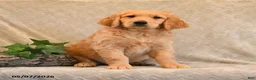 Goldendoodle dogs for sale: Trigger - Ad 3