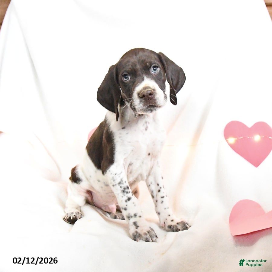 German Shorthaired Pointer dogs Rocky - Ad 3