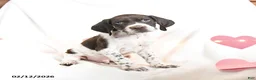 German Shorthaired Pointer dogs for sale: Rocky - Ad 1