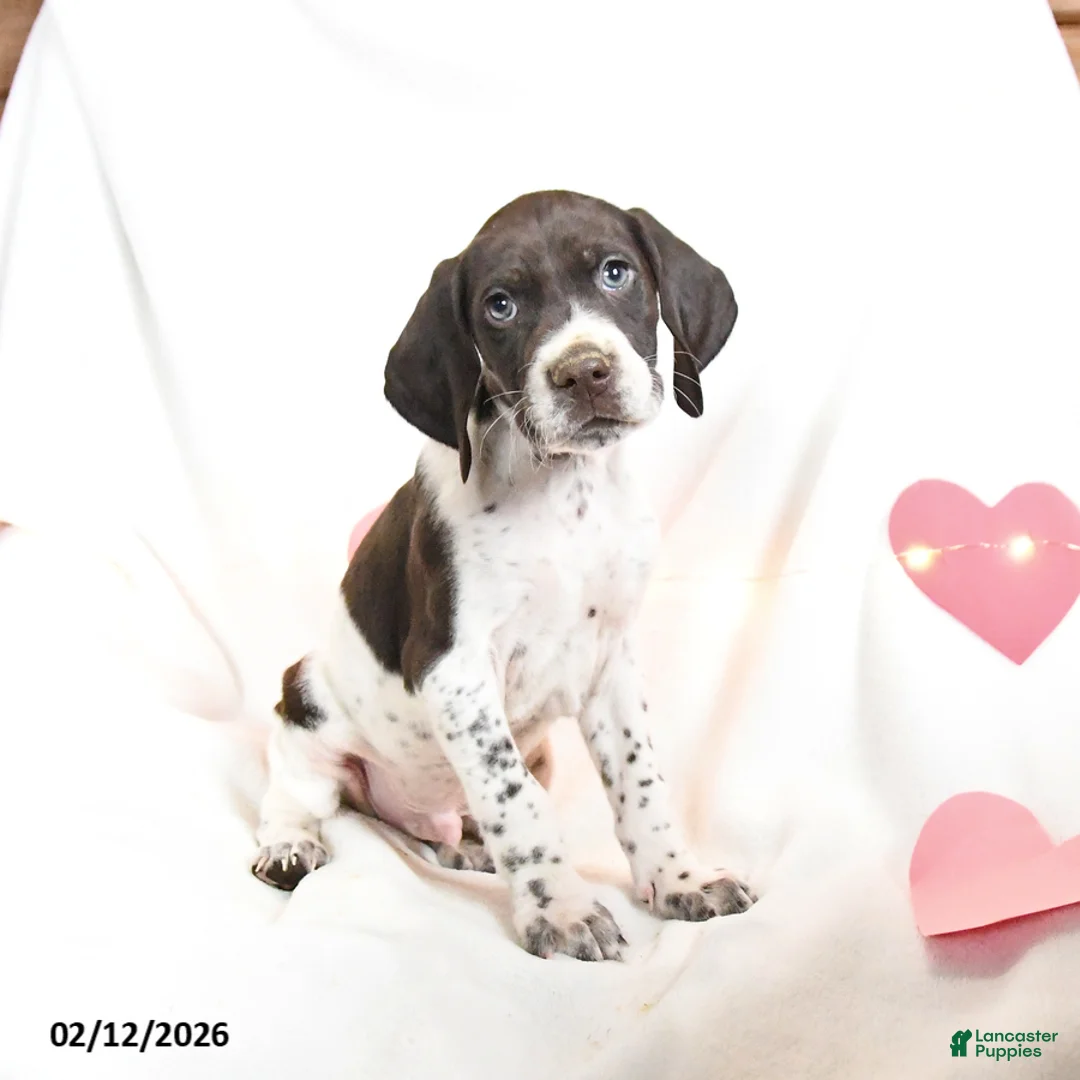 German Shorthaired Pointer dogs for sale: Rocky - Ad 1