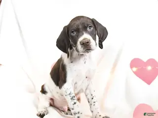 German Shorthaired Pointer dogs Rocky - Ad 3