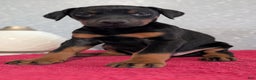 Doberman Pinscher dogs for sale: Lily - Ad 3