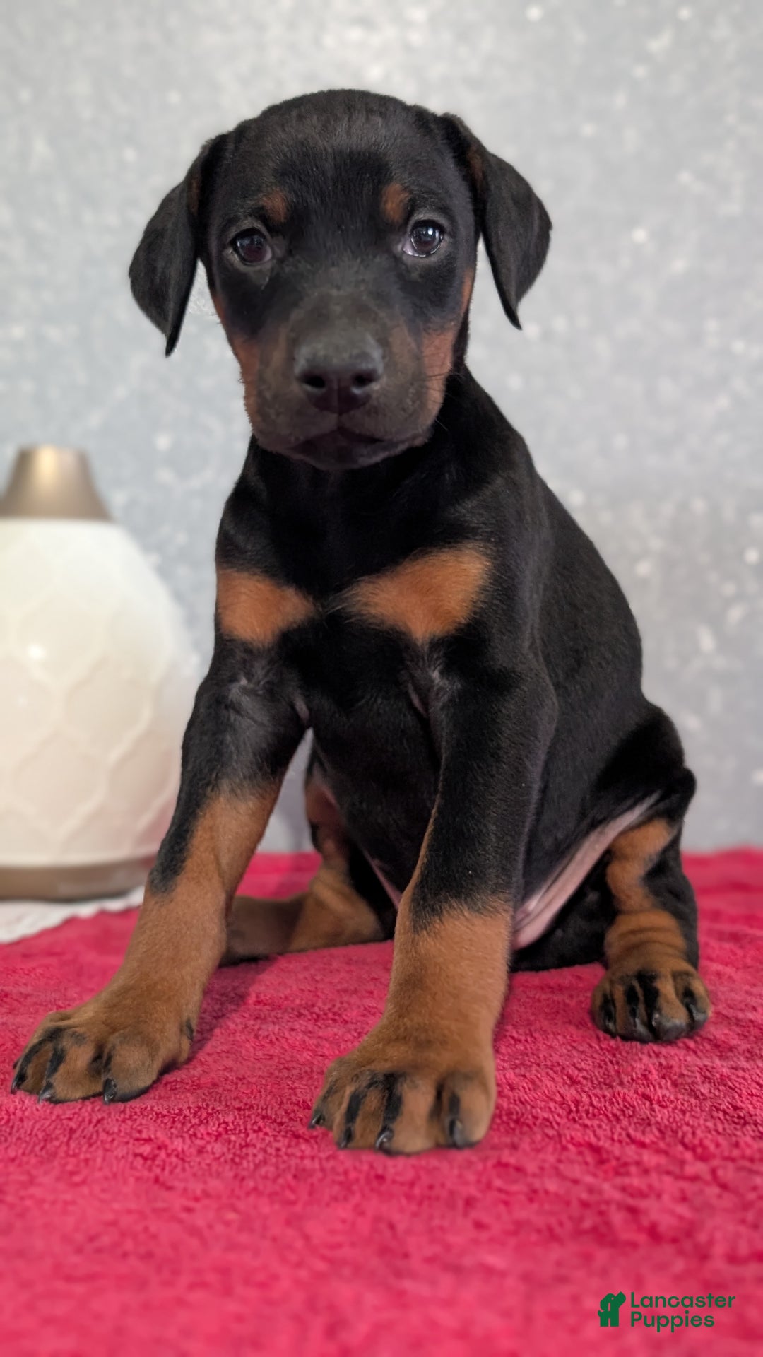 Doberman Pinscher dogs for sale: Lily - Ad 3