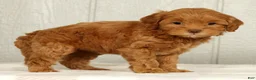 Cavapoo dogs for sale: Lilly - Ad 5