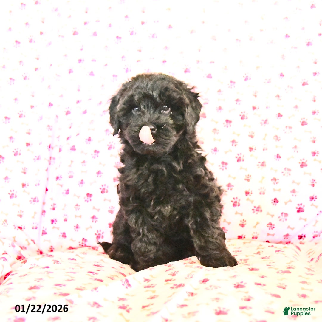 Cockapoo dogs for sale: Muffin  - Ad 4