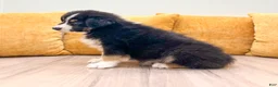 Australian Shepherd dogs for sale: Cole - Ad 5