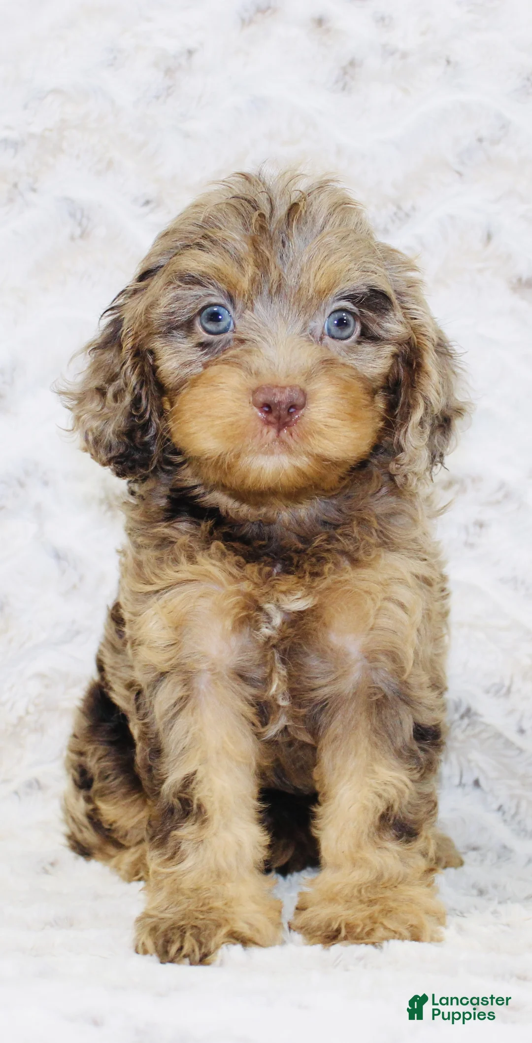 Cavapoo dogs for sale: Reese - Ad 2