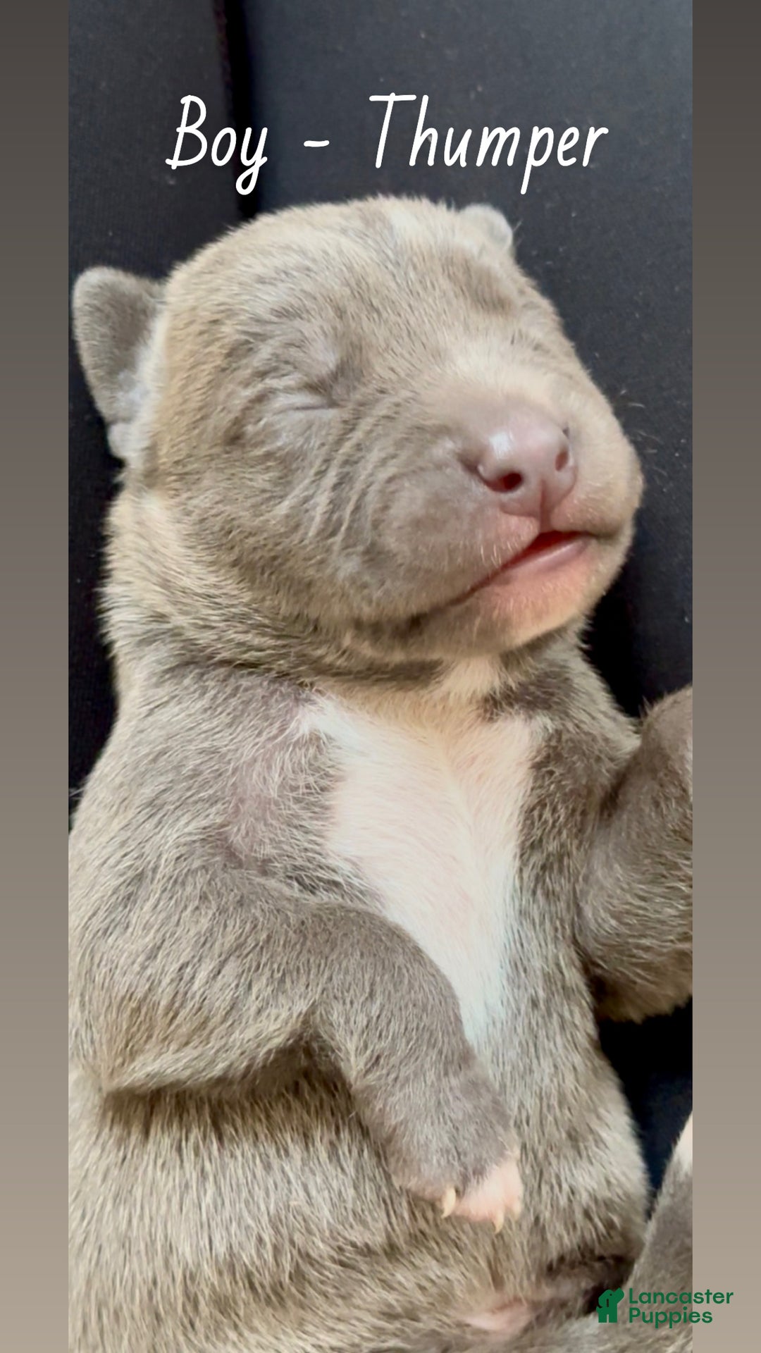 Mixed Breed dogs for sale: Thumper - Ad 5