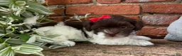 Havapoo dogs for sale: Bella - Ad 2