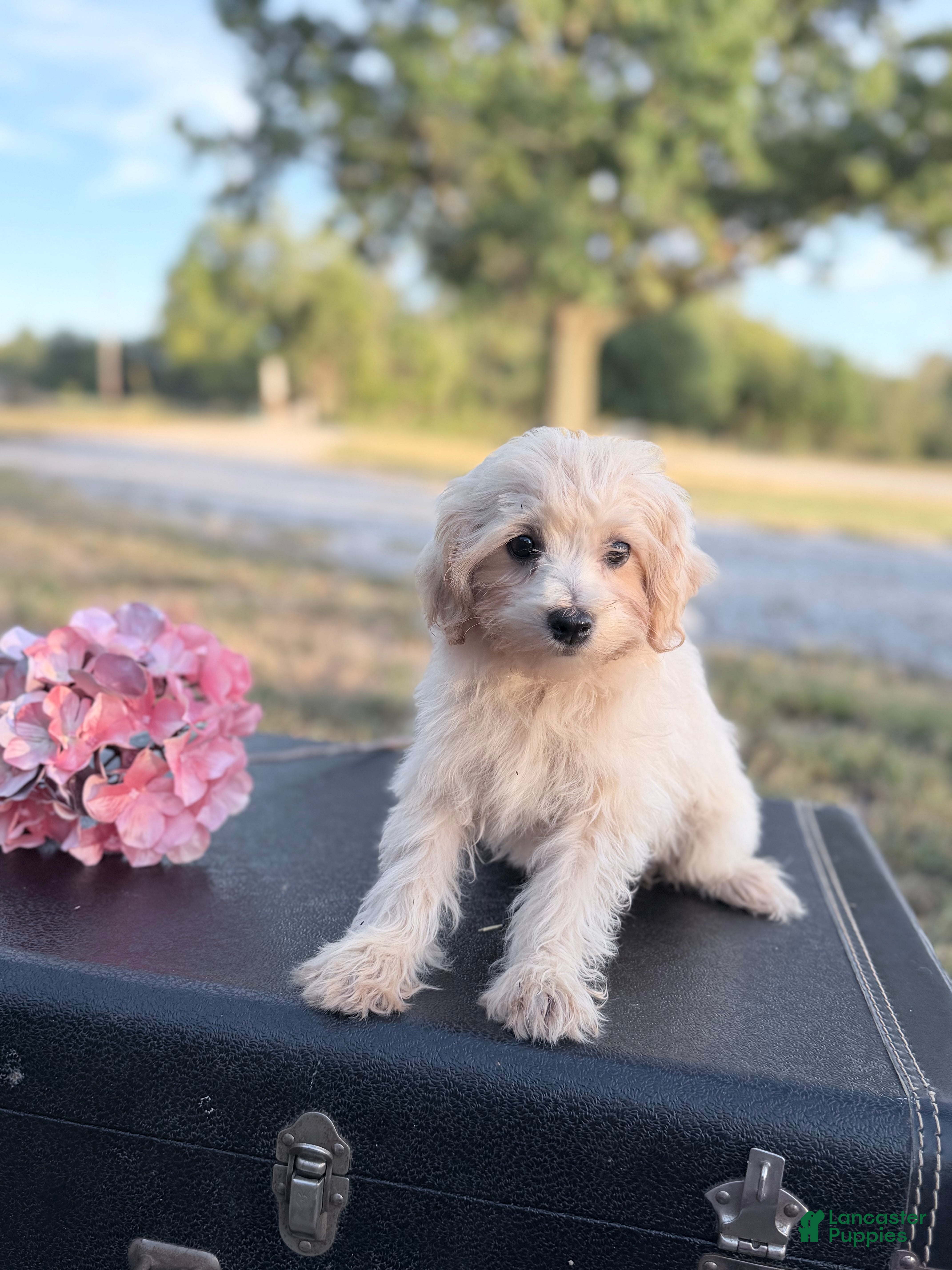 Maltipoo dogs Kip - Ad 1