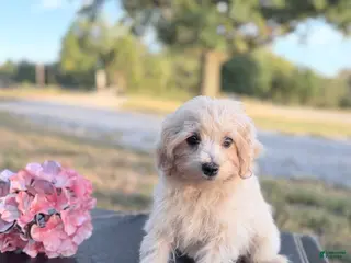 Maltipoo dogs Kip - Ad 1