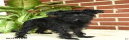 Yorkshire Terrier dogs for sale: Raven - Ad 4