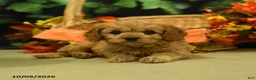 Cavapoo dogs for sale: Cloves - Ad 2