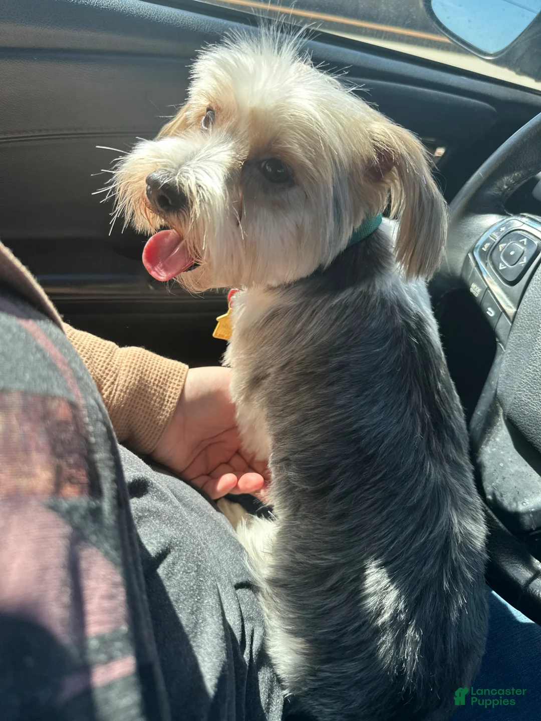 Yorkshire Terrier dogs for sale: Yorkshire Terrier Puppy 1 - Ad 8