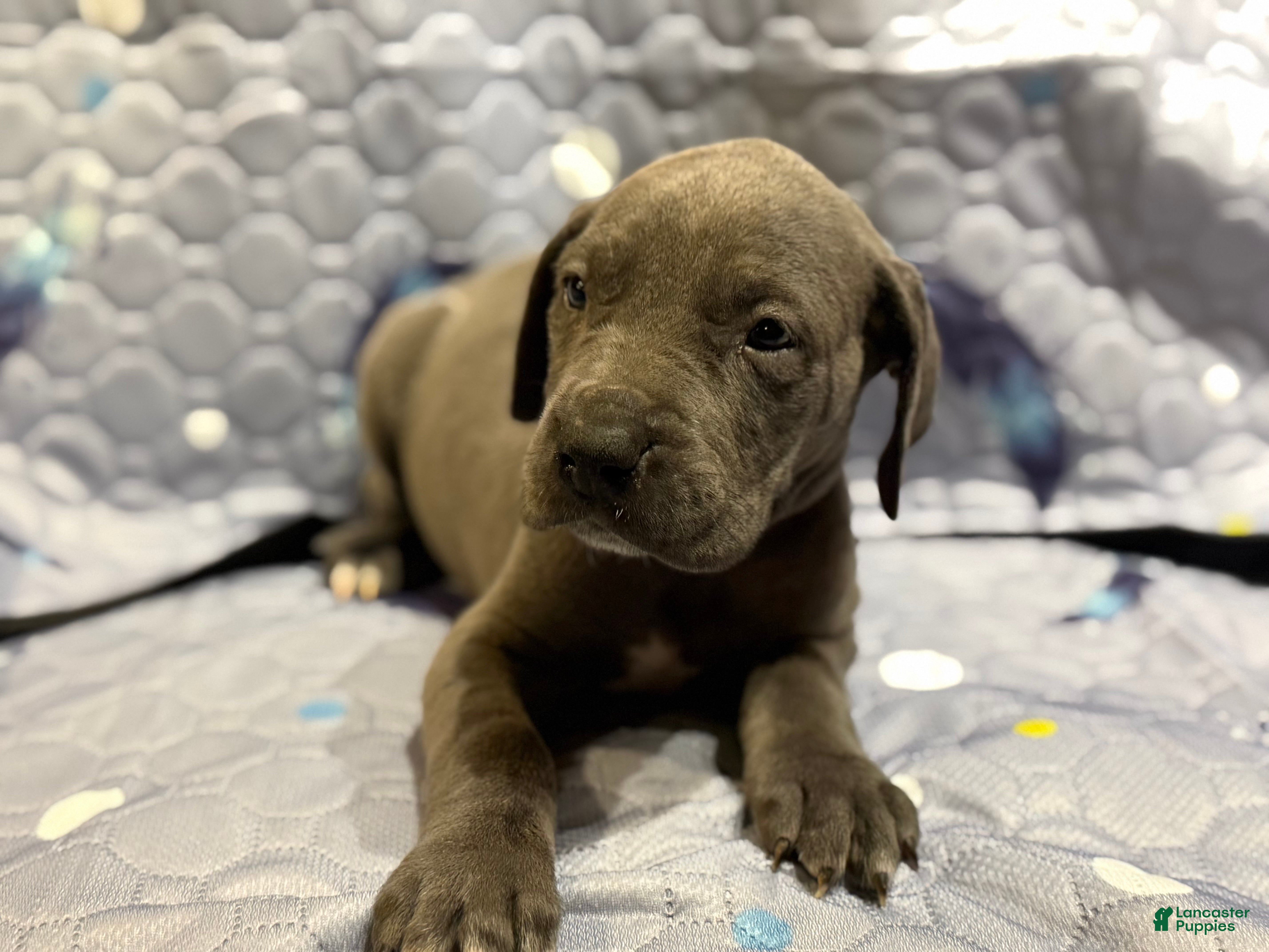 Great Dane dogs Penny - Ad 16