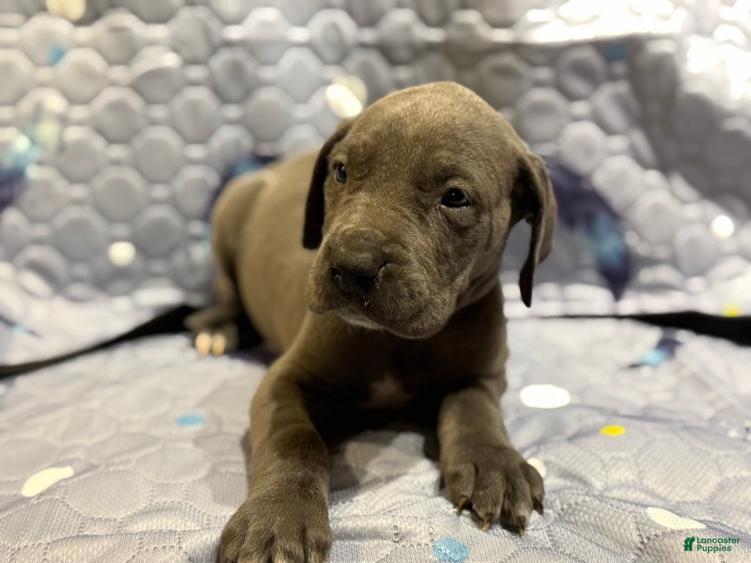 Great Dane dogs for sale: Penny - Ad 1