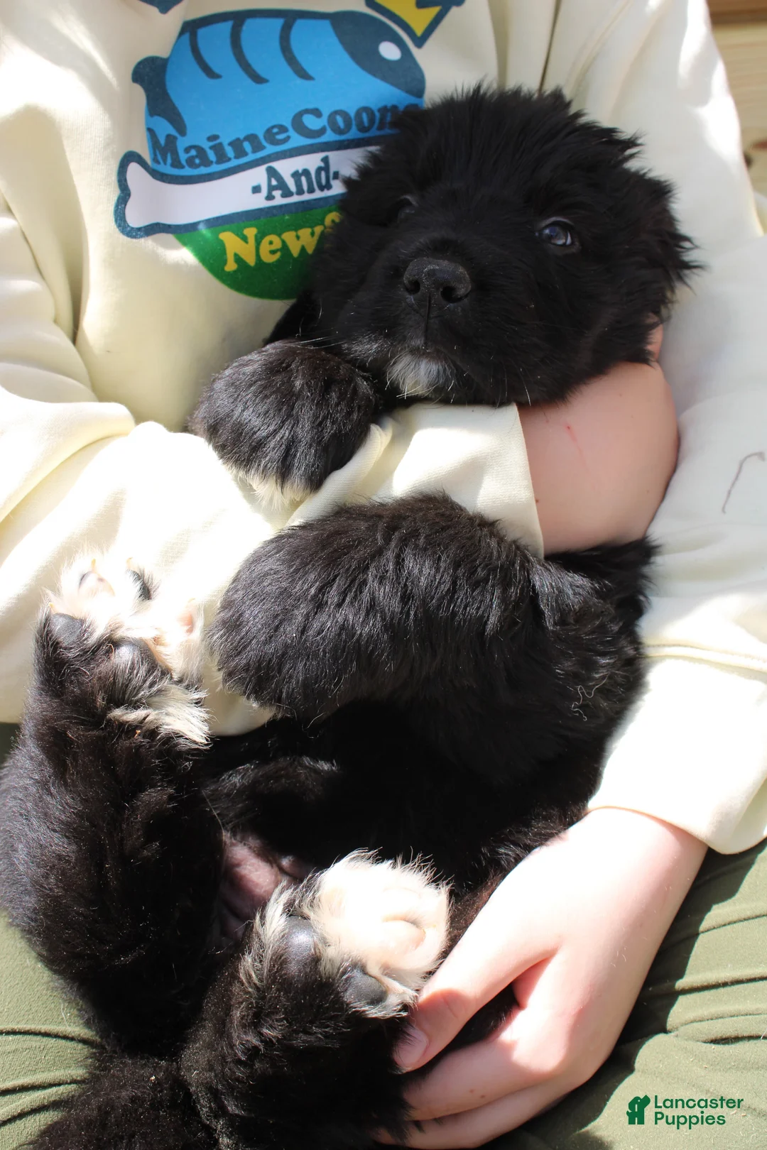 Newfoundland dogs for sale: Moth - Ad 2