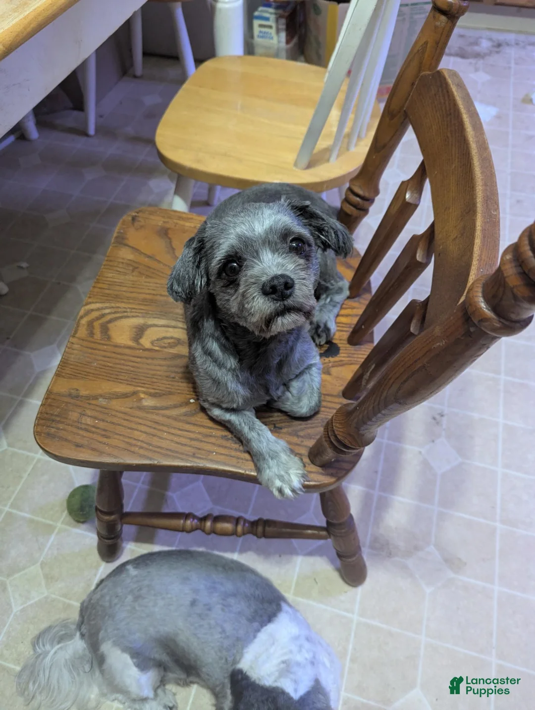 Shih Tzu dogs for sale: Shih Tzu 2 - Ad 7
