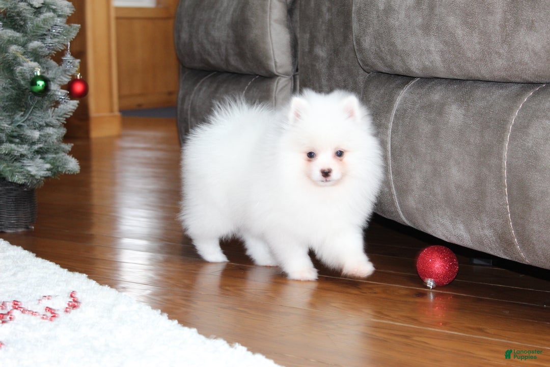 Pomeranian dogs for sale: Emerson - Ad 5