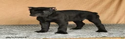 Cane Corso dogs for sale: Cali  - Ad 8