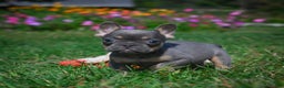 French Bulldog dogs for sale: Carrissa - Ad 4