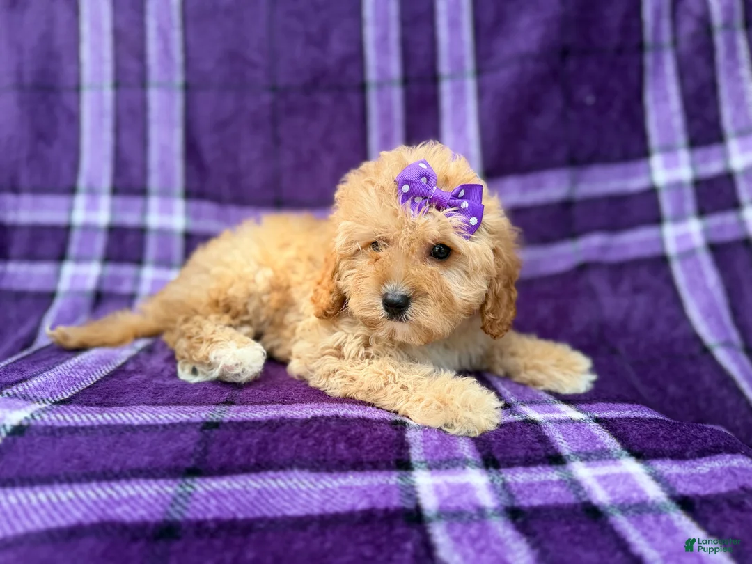 Cavapoo dogs for sale: Ayla - Ad 8