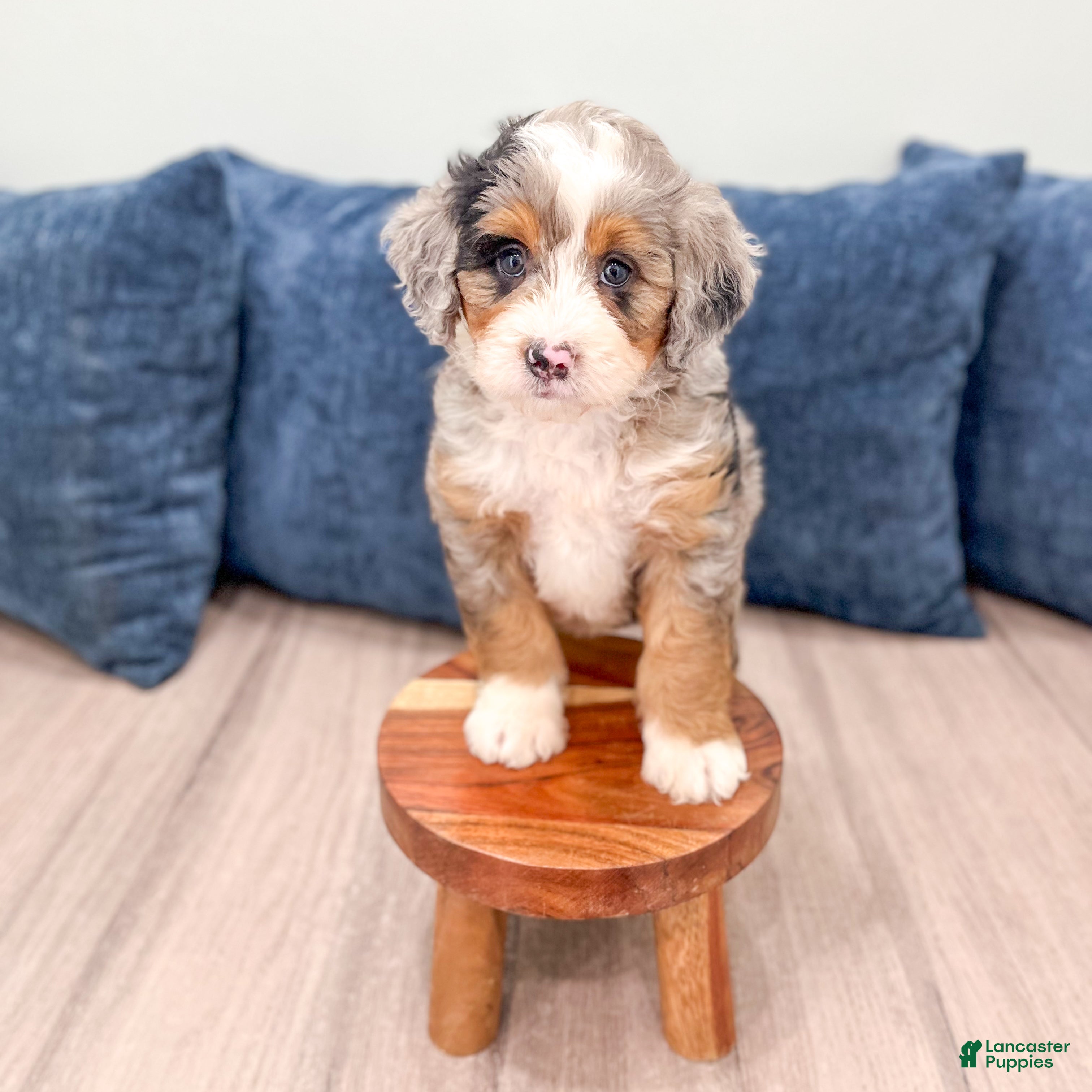 Mini Bernedoodle dogs for sale: Basil - Ad 3