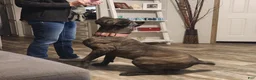 Cane Corso dogs for sale: Cane Corso 2 - Ad 14