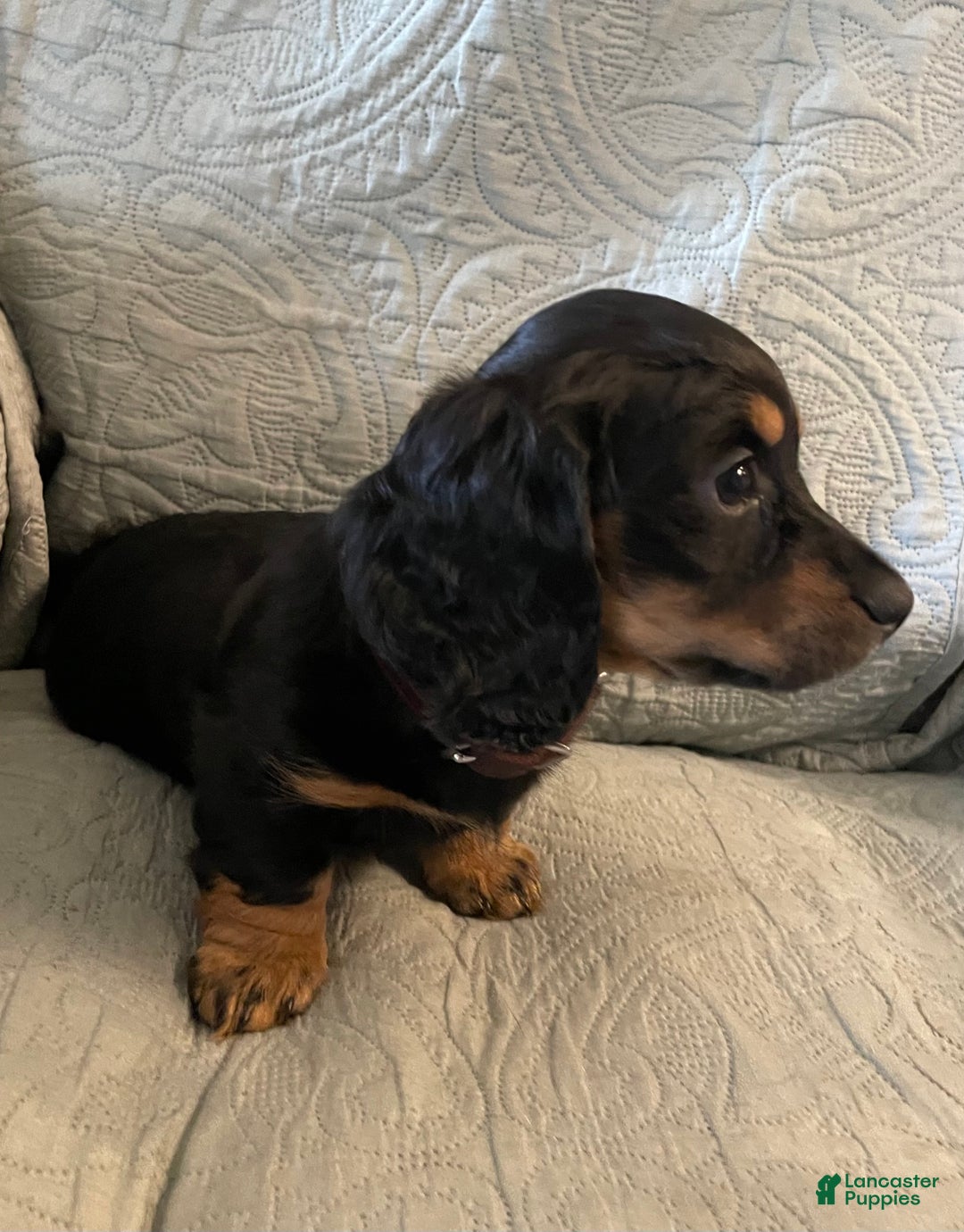 Miniature Dachshund dogs for sale: Millie - Ad 7