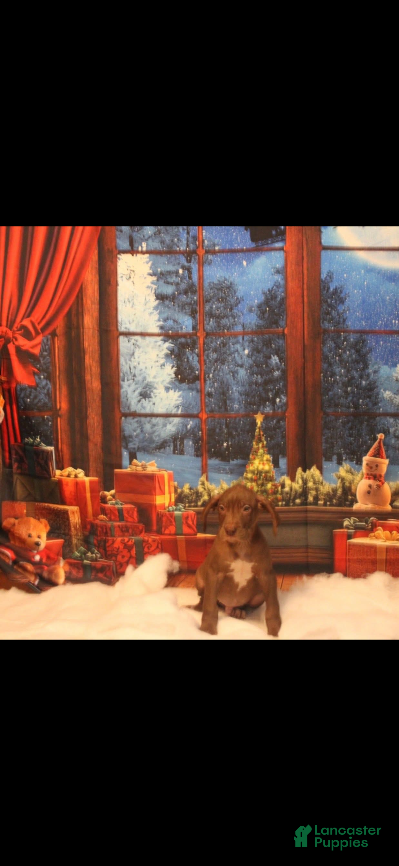 Great Dane dogs Great Dane Puppy 3 - Ad 40