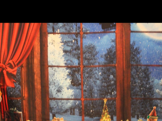 Great Dane dogs Great Dane Puppy 3 - Ad 40