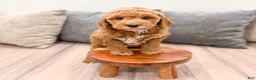Mini Goldendoodle dogs for sale: Jesse - Ad 4