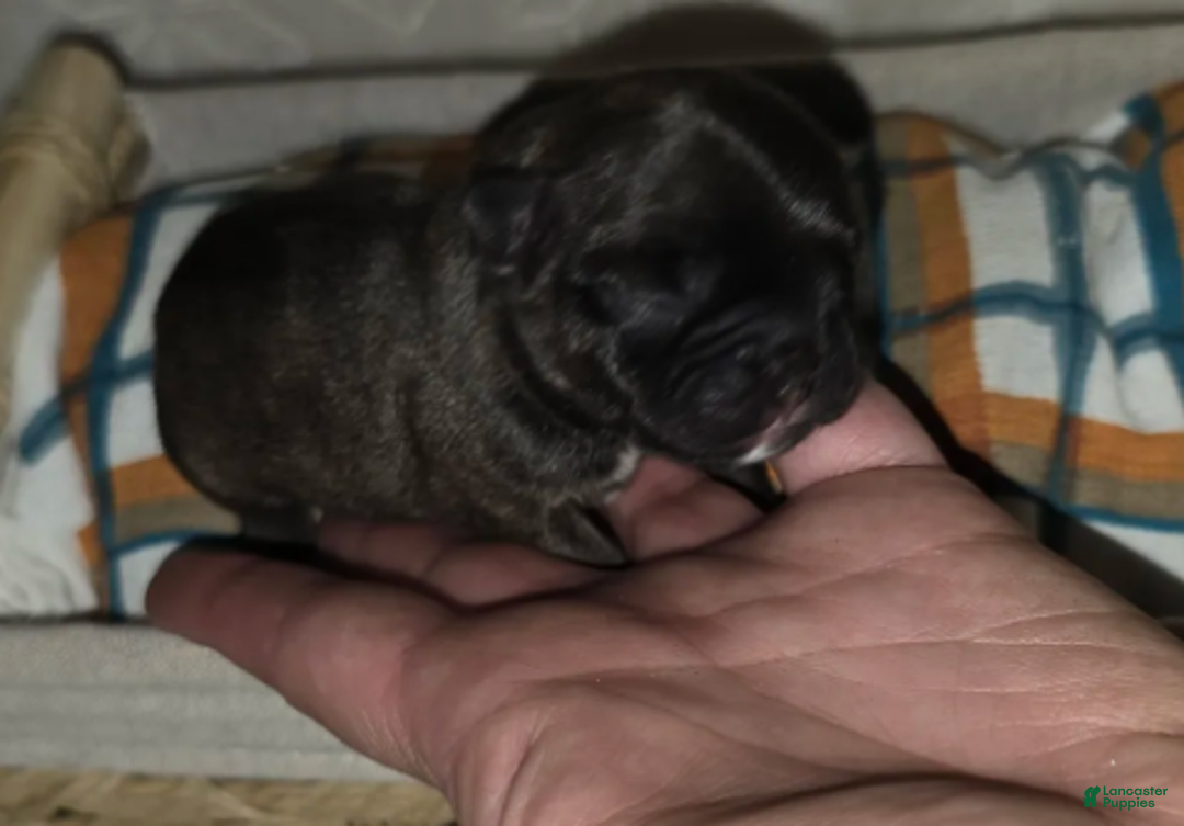 French Bulldog dogs for sale: Samson - Ad 4