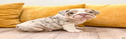 English Bulldog dogs for sale: Arthur - Ad 3