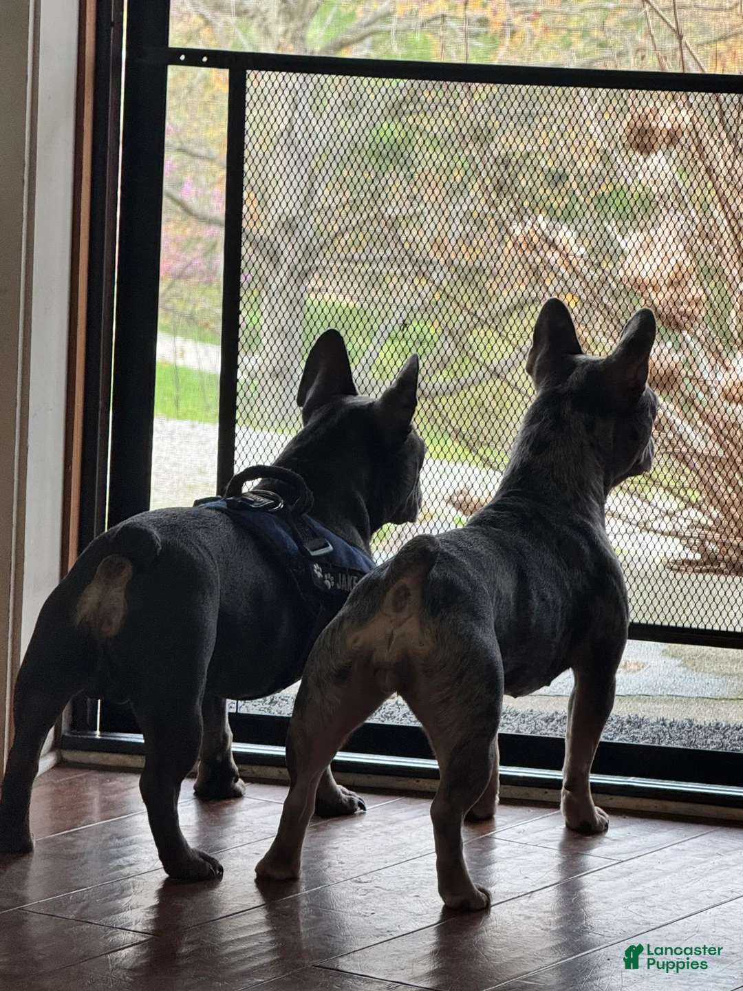 French Bulldog dogs for sale: DAISY - Ad 8