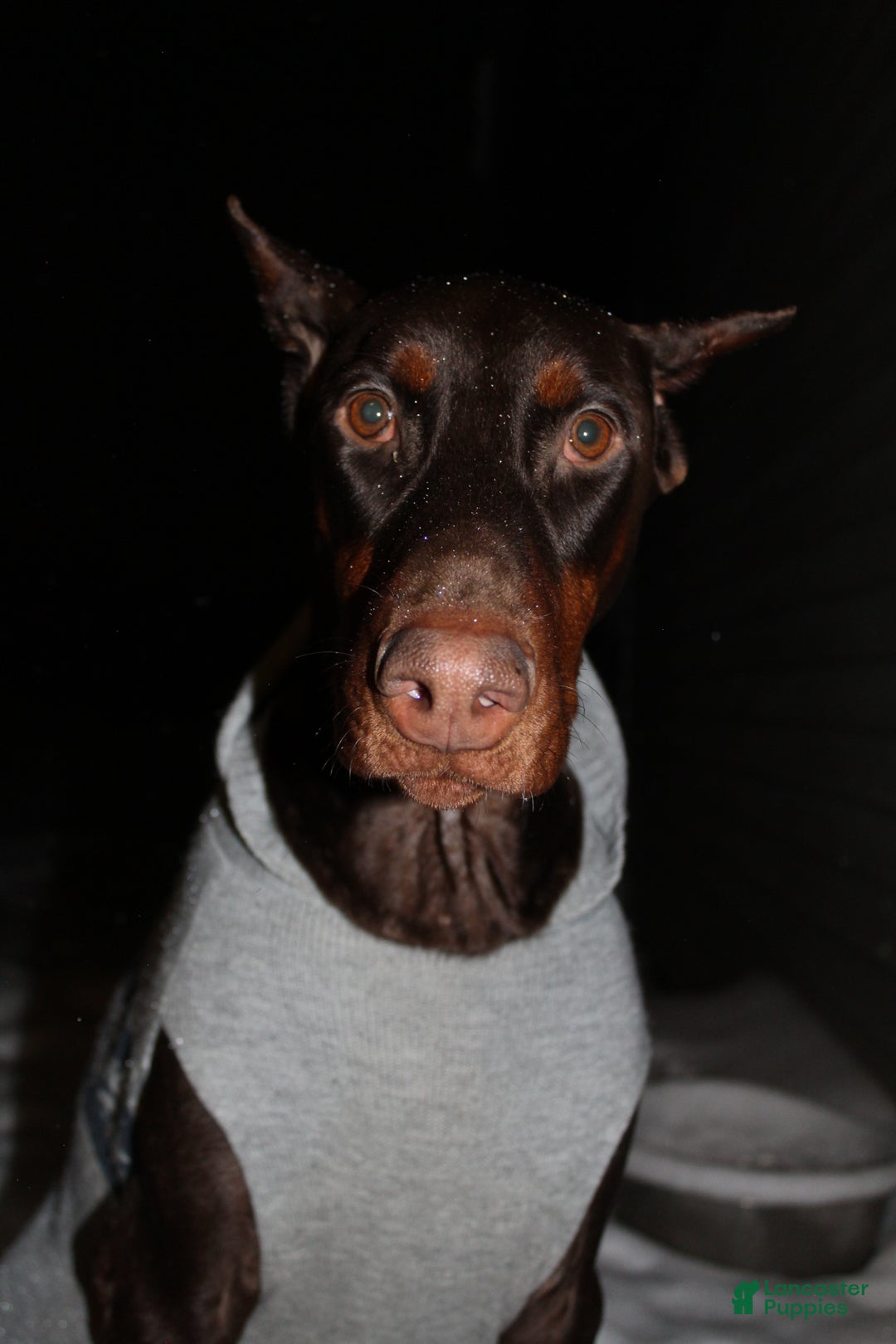 Doberman Pinscher dogs for sale: Koda - Ad 7