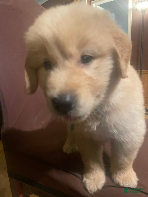 Golden Retriever dogs Blue collar boy - Ad 2