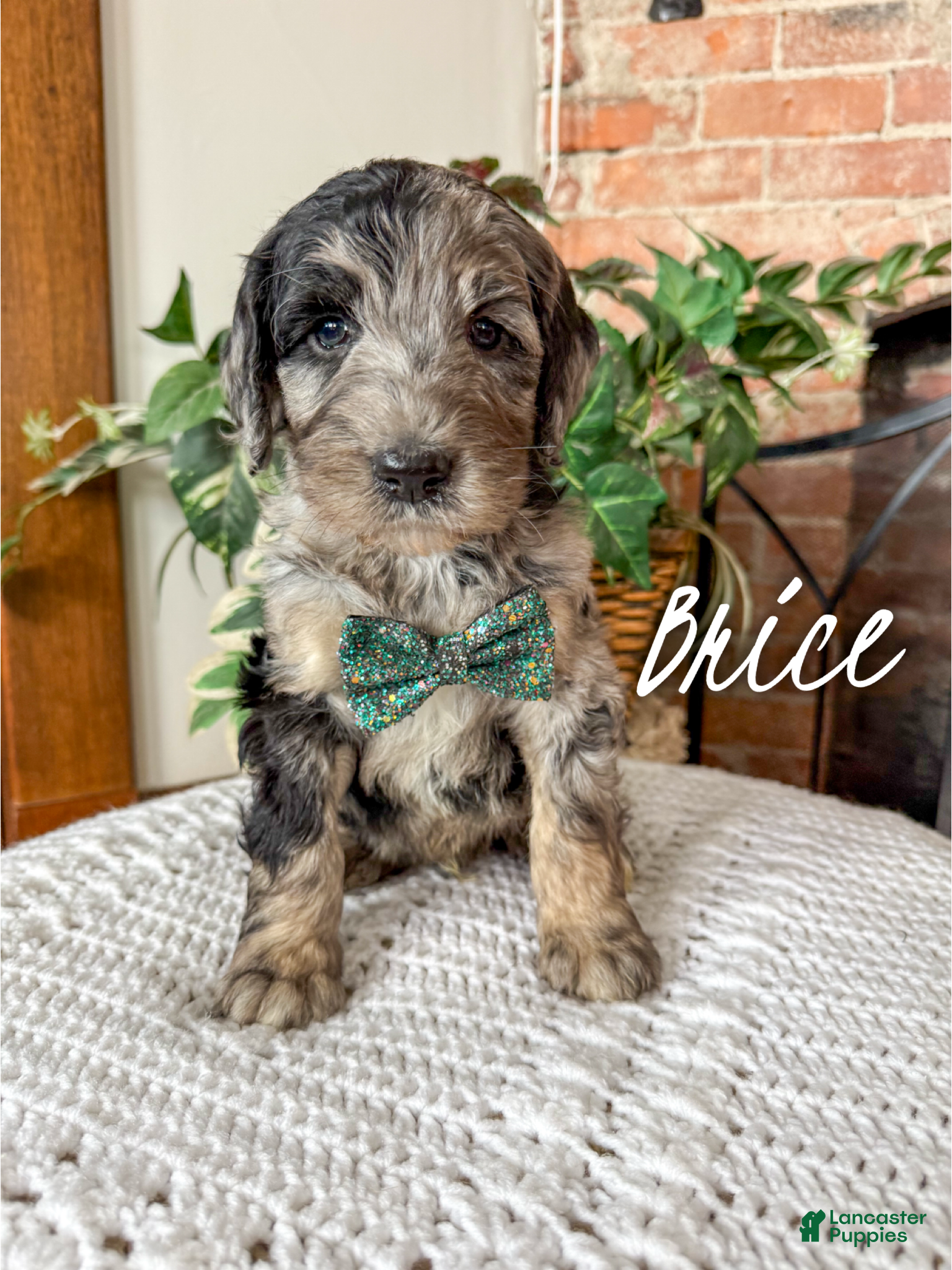 Mixed Breed dogs Brice - Ad 8