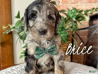 Mixed Breed dogs Brice - Ad 4