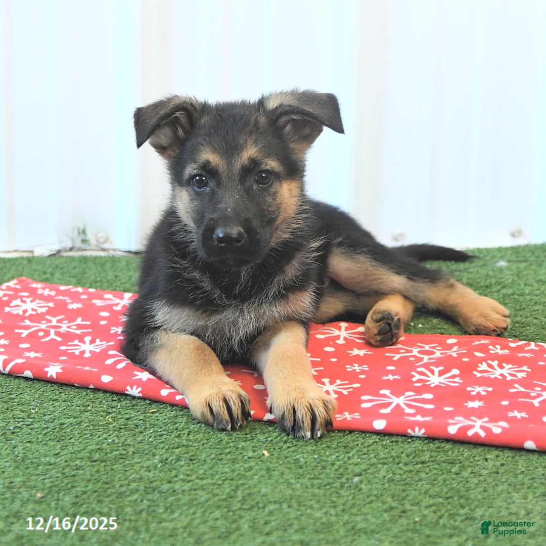German Shepherd dogs for sale: Hope - Ad 4
