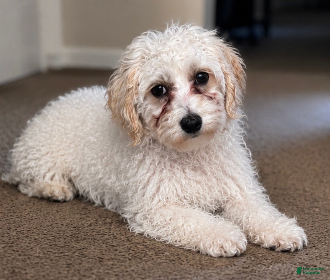 Maltipoo dogs Maltipoo 1 - Ad 1